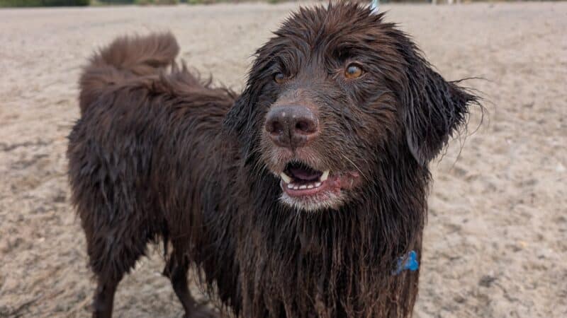 Mud Creek Dog Park - East Patchogue, NY