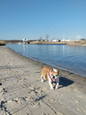 Mud Creek Dog Park