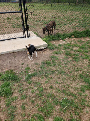 East Point Dog Park