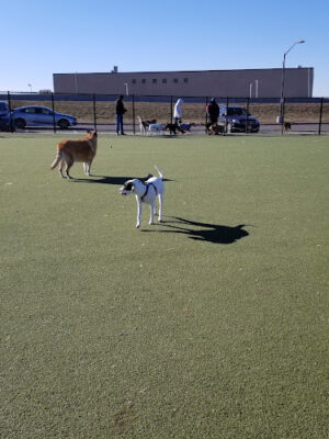 Bay Park Dog Park