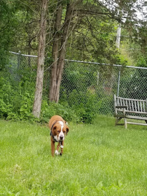W. Leroy Lewis Dog Park