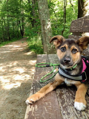 Massasoit State Park