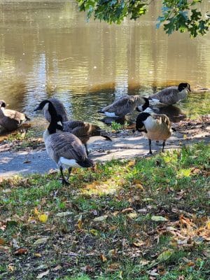Bird park -church