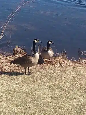 Bird Park Parking