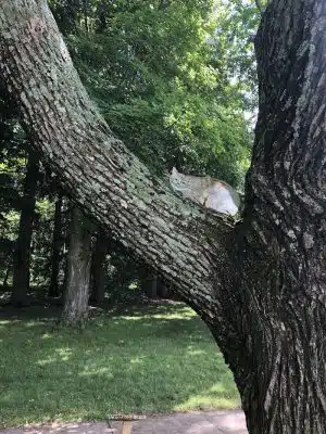 Bird Park Parking