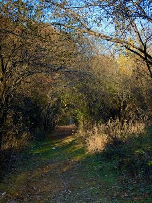 Endean Trail