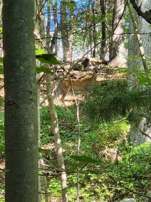 Endean Trail