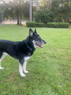 The Backyard K9 Boarding & Daycare - Eastman, GA