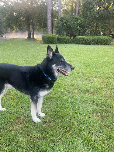 The Backyard K9 Boarding & Daycare - Eastman, GA