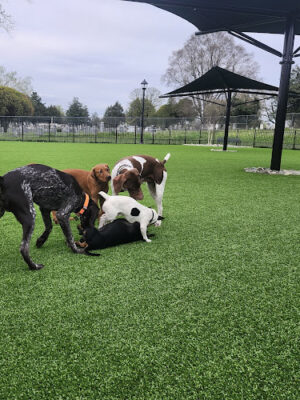 Easton Dog Park