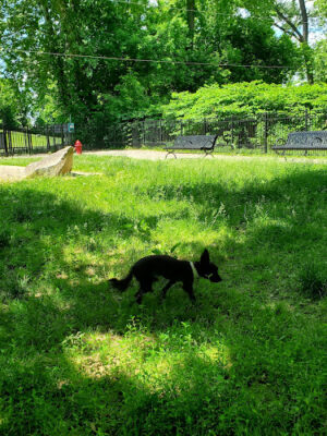Easton Dog Park