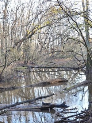 Fork Swamp Trailhead - Eastover, SC
