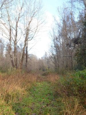 Fork Swamp Trailhead - Eastover, SC