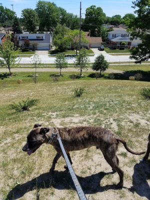 Eastpointe Spindler Park