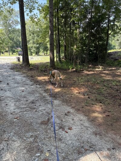 Butterflies & Blooms in the Briar Patch - Eatonton, GA