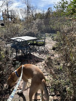 Butterflies & Blooms in the Briar Patch - Eatonton, GA