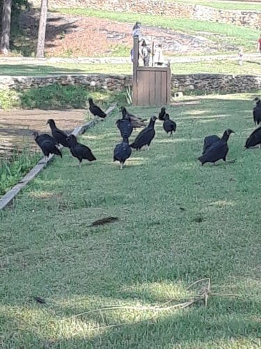Oconee Springs Park - Eatonton, GA
