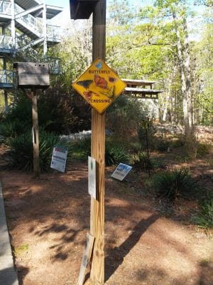 Rock Hawk - Eatonton, GA