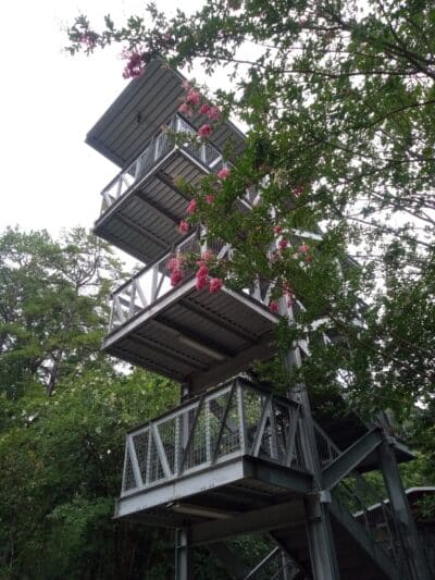 Rock Hawk - Eatonton, GA