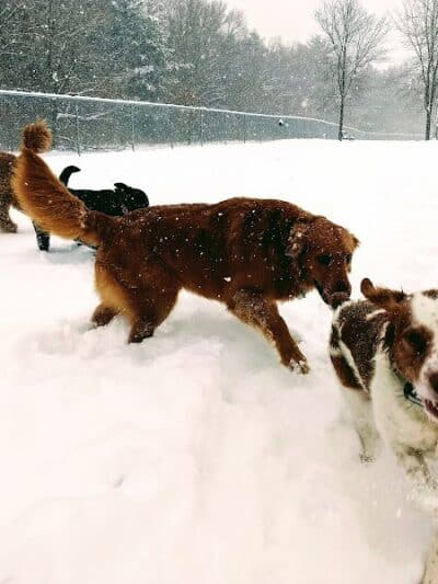 Otter Creek Off-Leash Dog Park - Eau Claire,