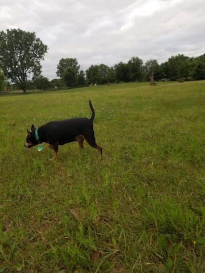 Otter Creek Off-Leash Dog Park - Eau Claire,