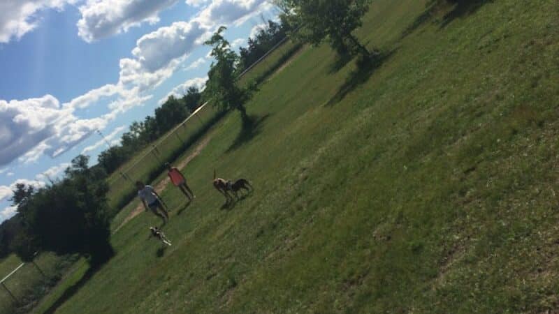 Otter Creek Off-Leash Dog Park - Eau Claire,