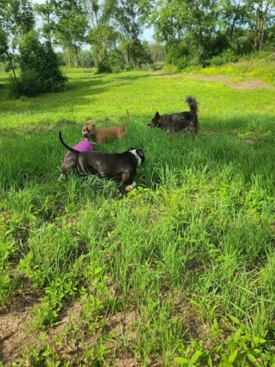 Southwest Dog Park - Eau Claire,