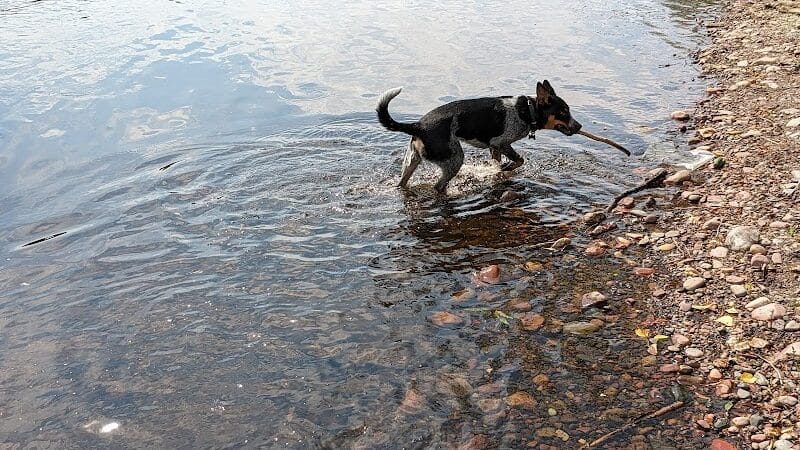 Southwest Dog Park - Eau Claire,