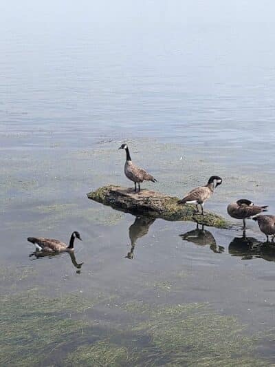 Detroit River Front - Ecorse,