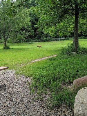 Bryant Lake Dog Park