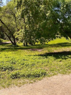 Bryant Lake Dog Park