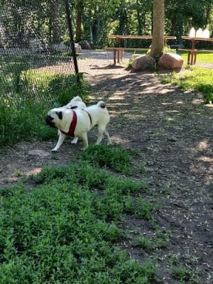 Bryant Lake Dog Park
