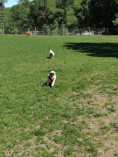 Bryant Lake Dog Park