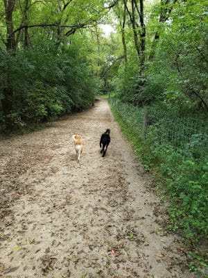 Bryant Lake Dog Park