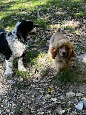 Bryant Lake Dog Park