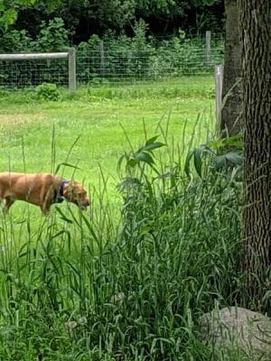 Bryant Lake Dog Park