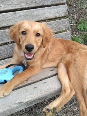 Bryant Lake Dog Park