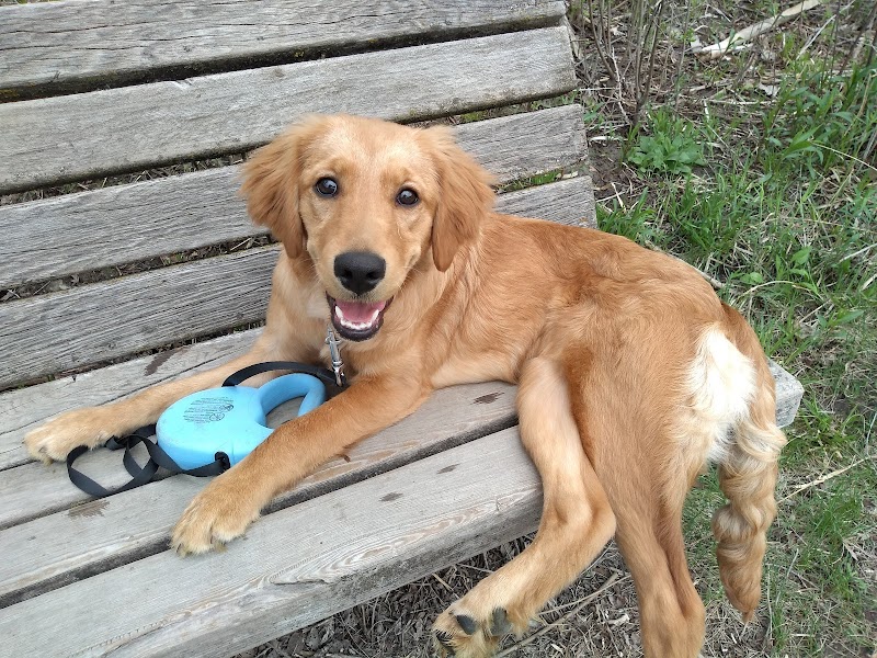 Bryant Lake Dog Park - Eden Prairie, MN