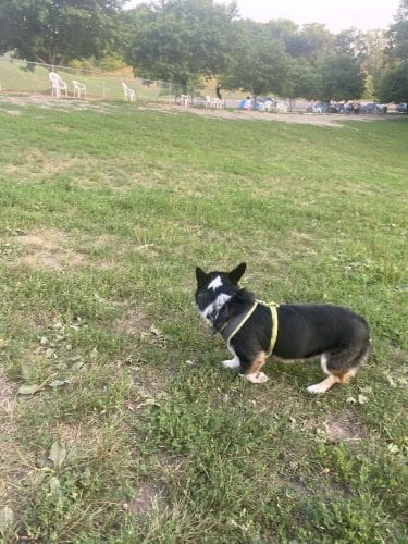 Edina Dog Park