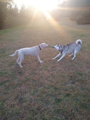 Edina Dog Park