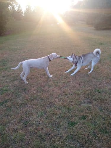 Edina Dog Park