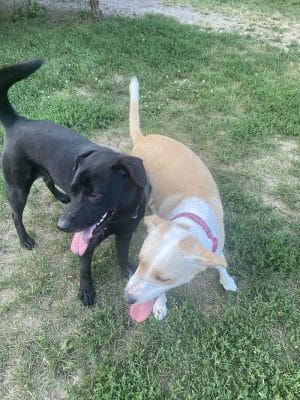 Edina Dog Park