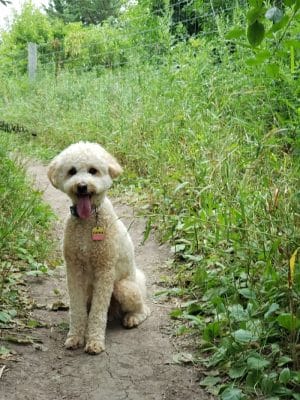 Edina Dog Park