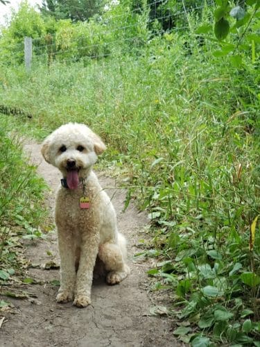 Edina Dog Park