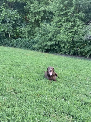 Edina Dog Park