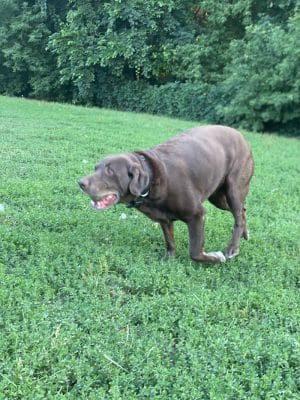 Edina Dog Park