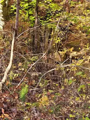 Horn Creek Trail Trailhead