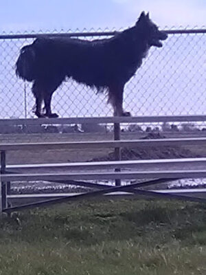 Martin Creek Dog Park