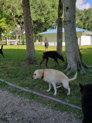 Rotary Park