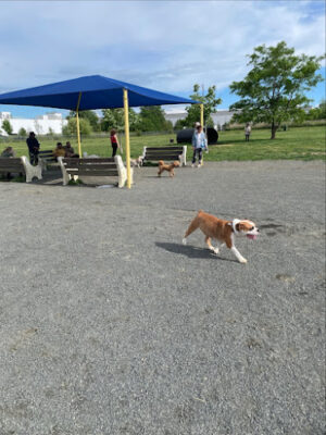 Edison-Metuchen Community Dog Park